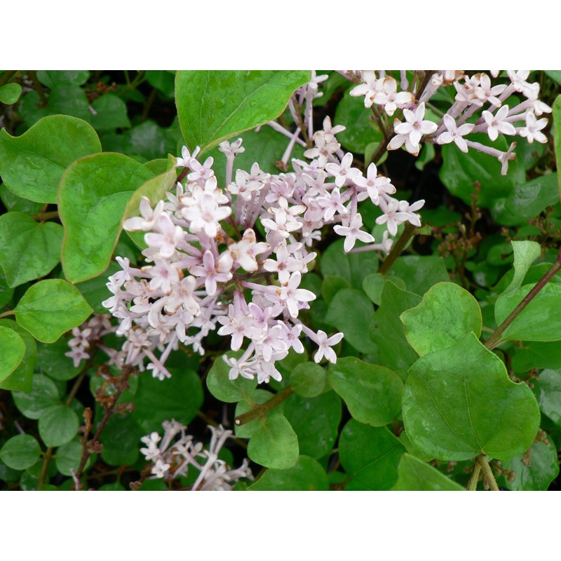 Syringa Palibin – AGM|2 Litre|9cm Pot