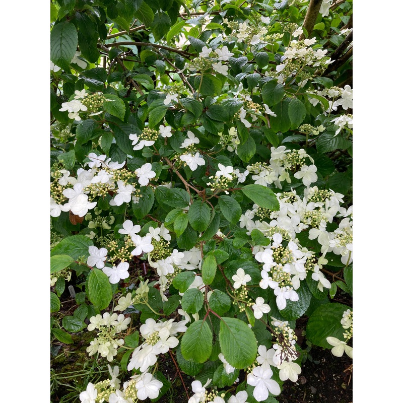 Viburnum plicatum Summer Snowflake