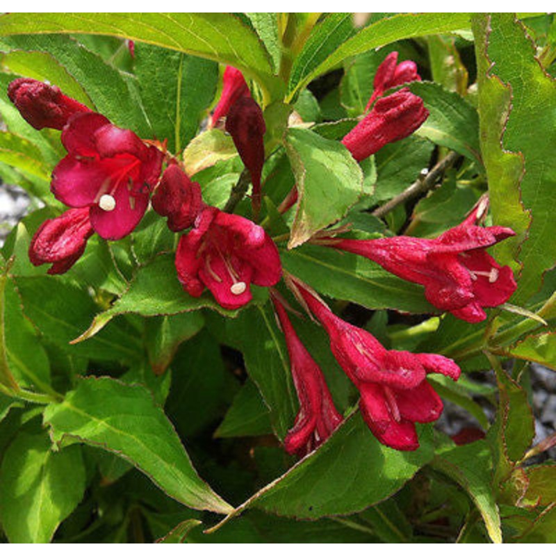 Weigela Bristol Ruby