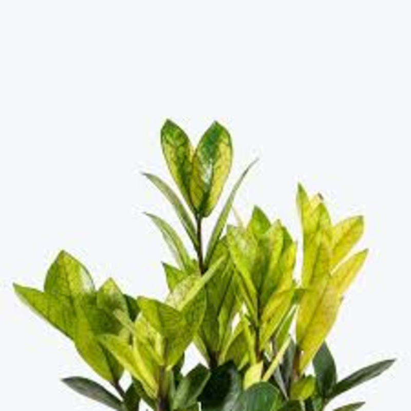 Zamioculcas zamiifolia Chameleon