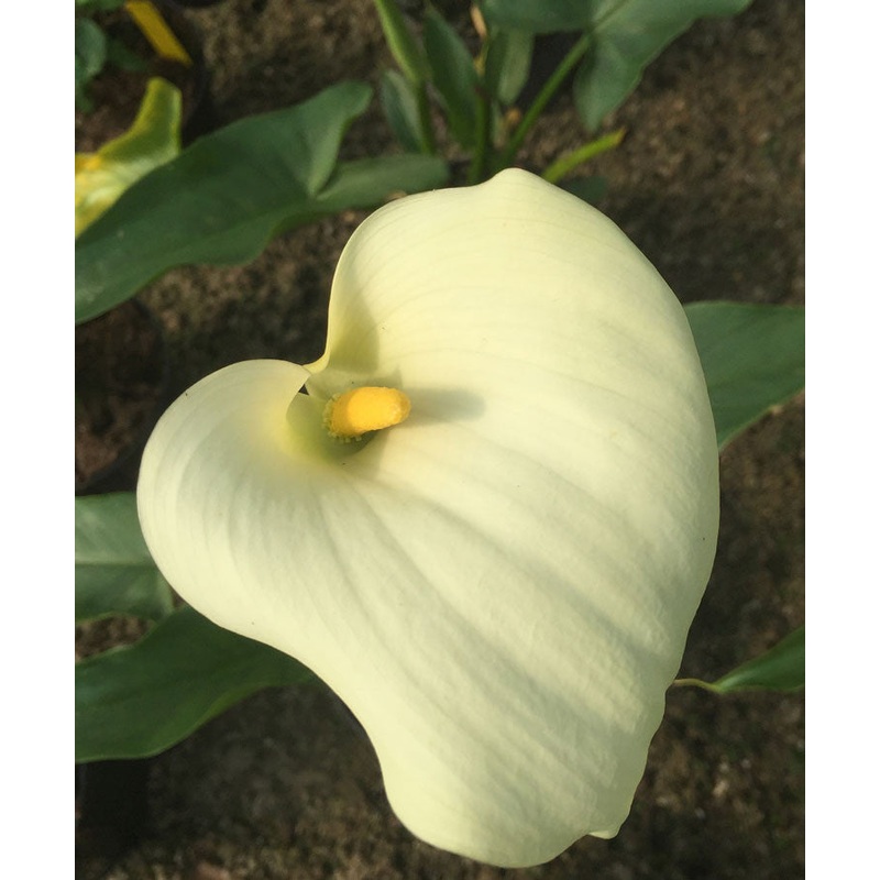 Zantedeschia aethiopica ‘Crowborough’ | Arum Lily