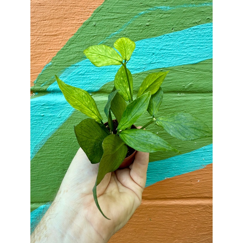 2 Hoya polyneura