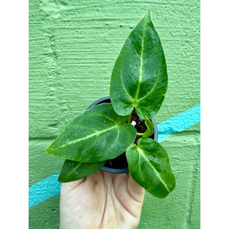 3 Anthurium magnificum