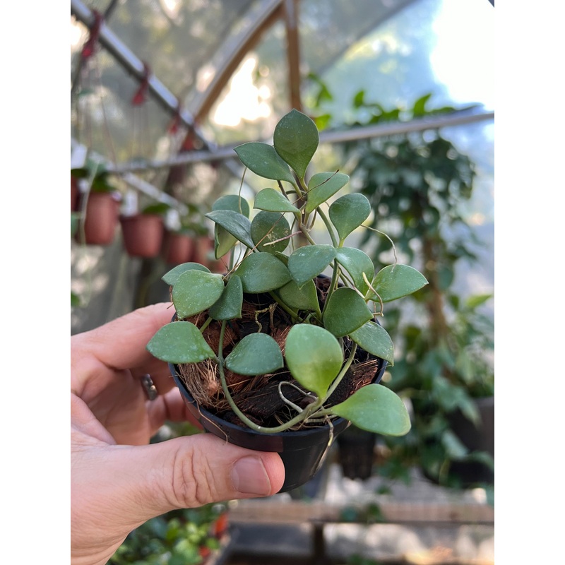 3 Hoya carmelae