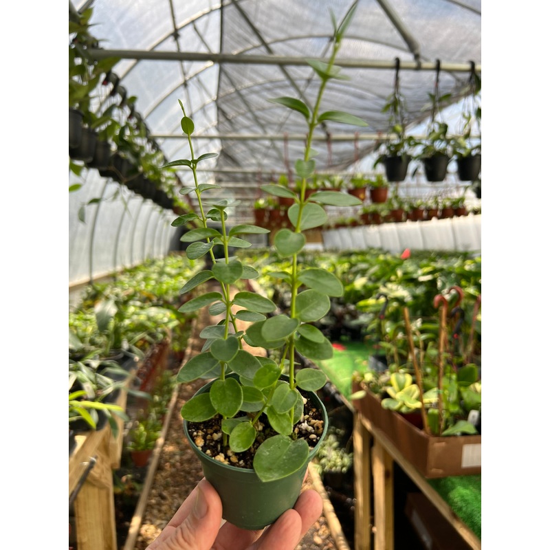 3 Hoya cumingiana