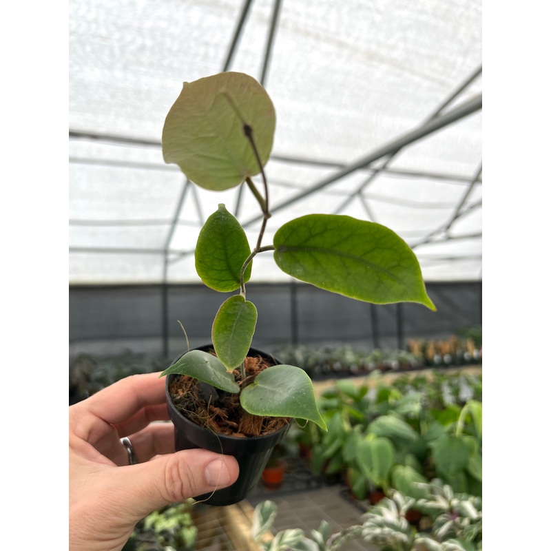 3 Hoya inflata
