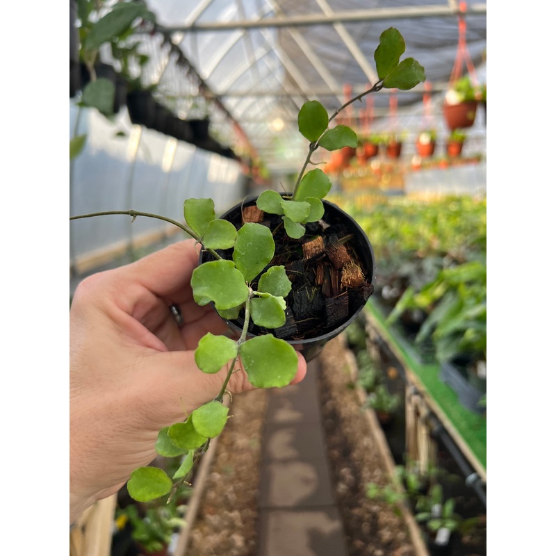 3 Hoya kanyakumariana