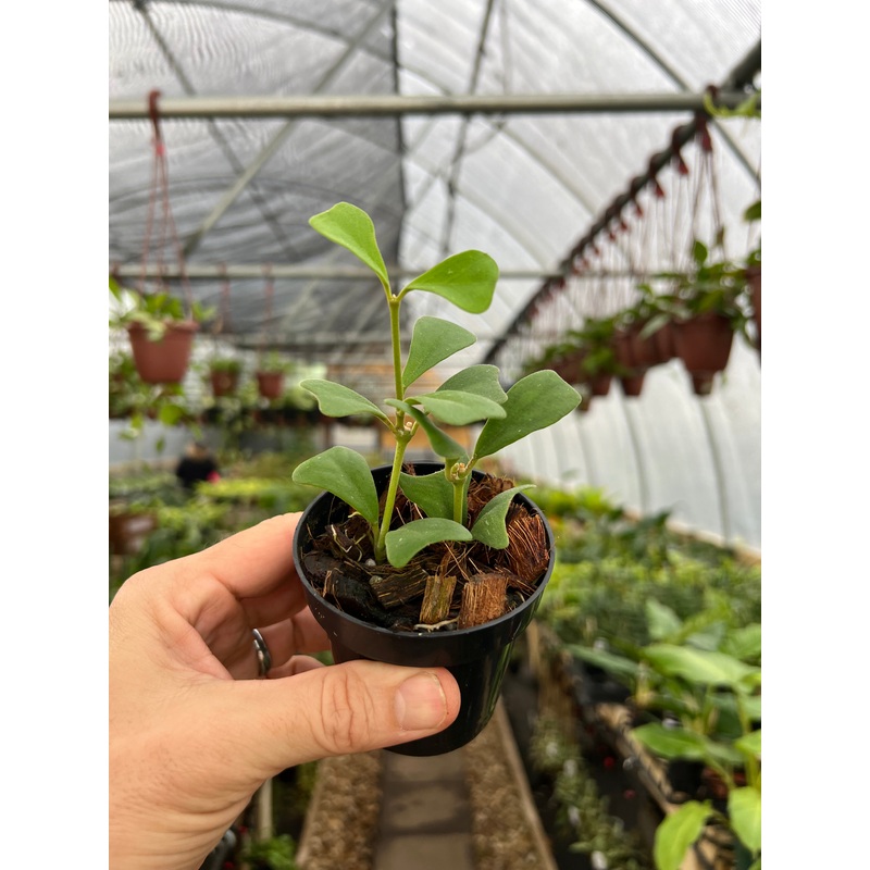3 Hoya manipurensis