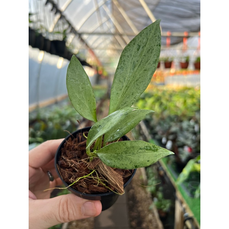 3 Hoya nicholsoniae ‘New Guinea Ghost’