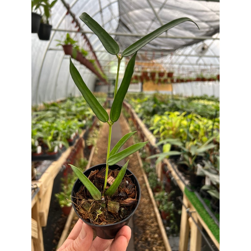 3 Hoya pandurata