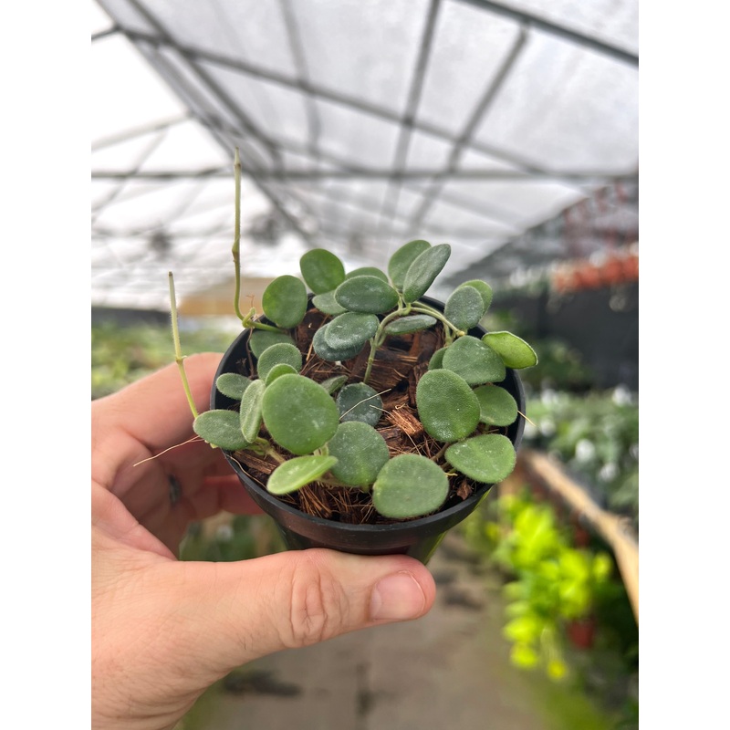 3 Hoya serpens
