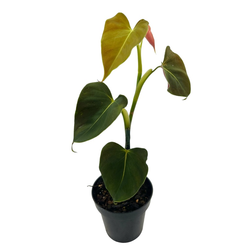 3 Philodendron lupinum