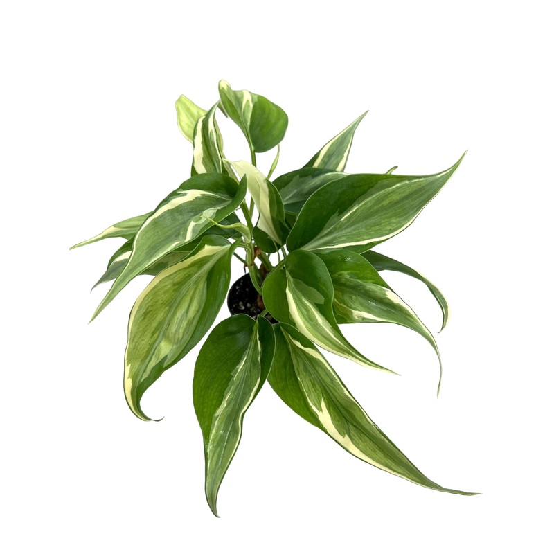 3 Philodendron Rio