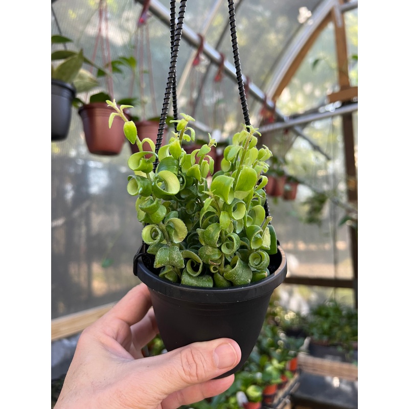 4 Aeschynanthus Rasta ‘Curly Lipstick’ hanging basket
