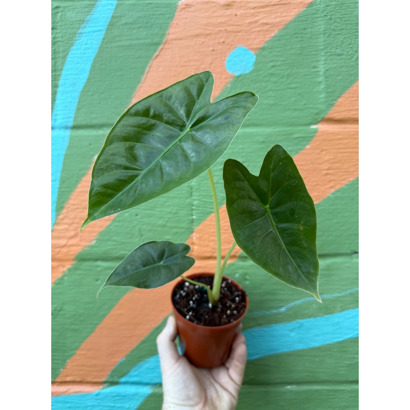 4 Alocasia ‘Golden Bone’