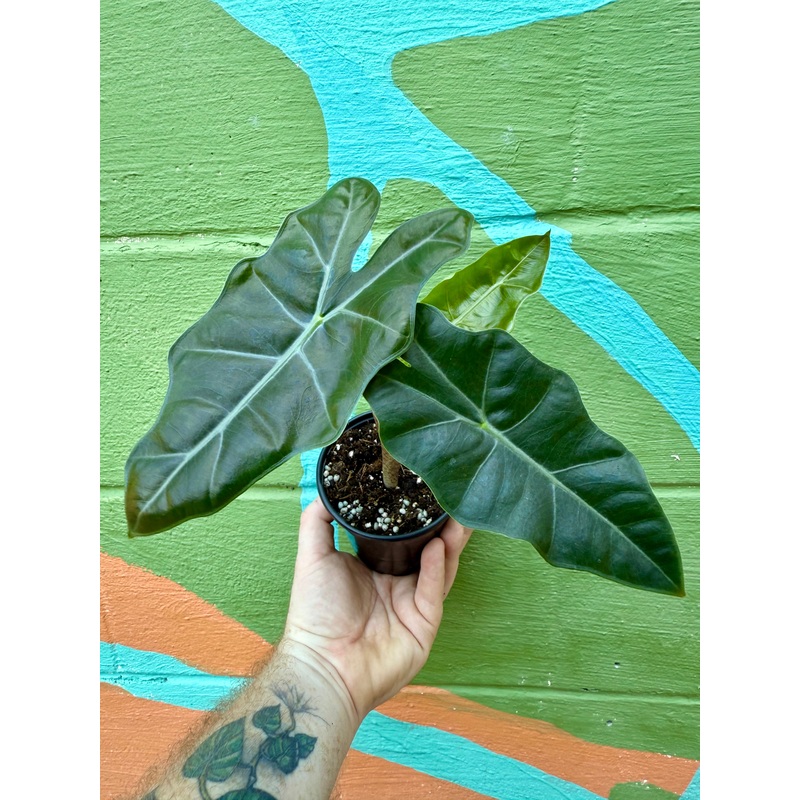 4 Alocasia sanderiana