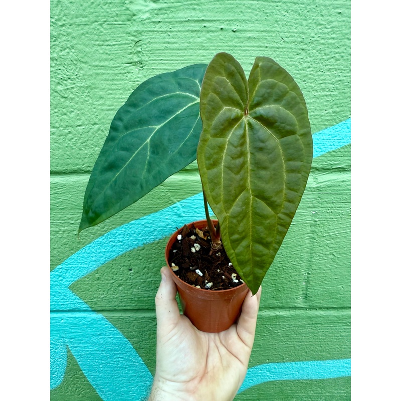 4 Anthurium Ace of Spades x papillilaminum
