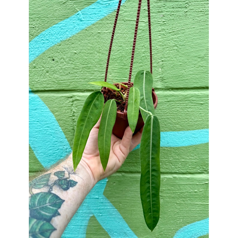 4 Anthurium pallidiflorum hanging basket