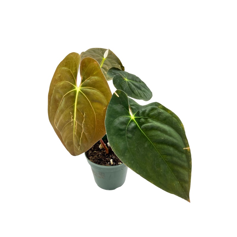 4 Anthurium papillilaminum