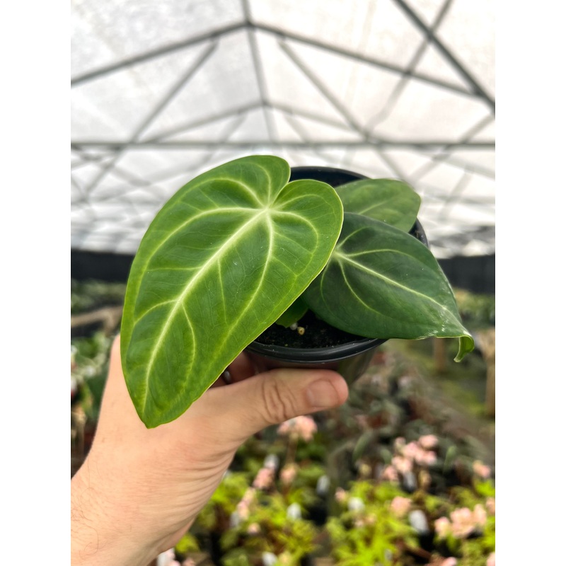 4 Anthurium villenaorum