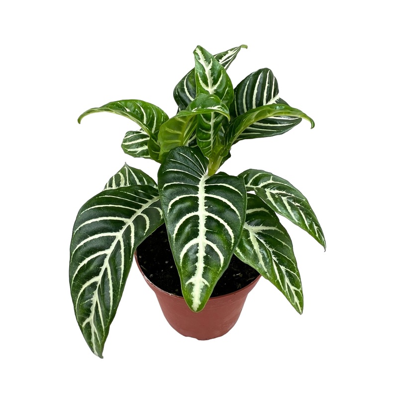 4 Aphelandra squarrosa ‘Dania’ (Zebra Plant)