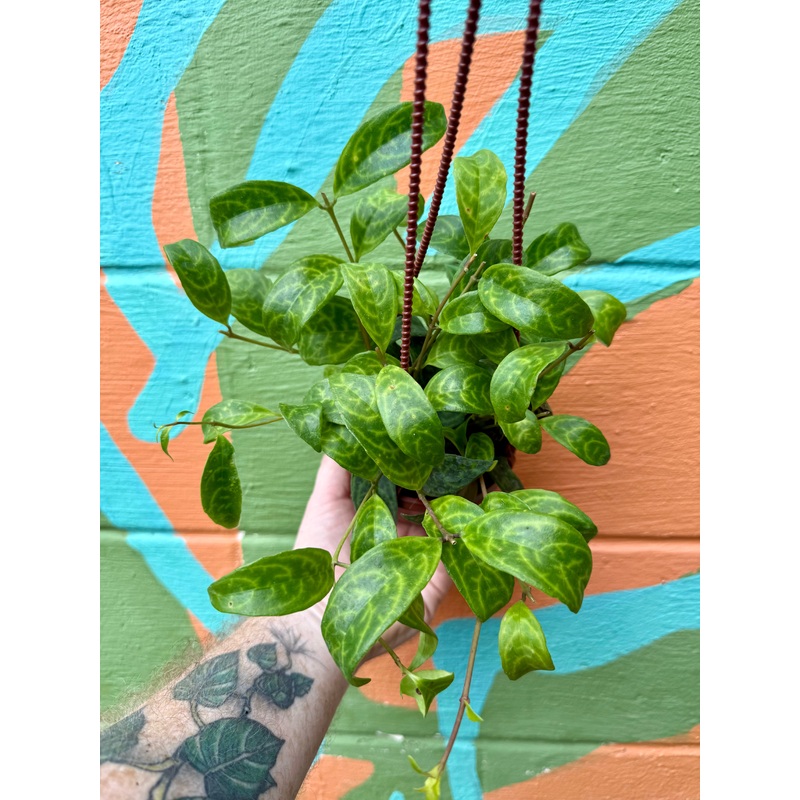 4 Black Pagoda lipstick (Aeschynanthus longicaulis) hanging basket