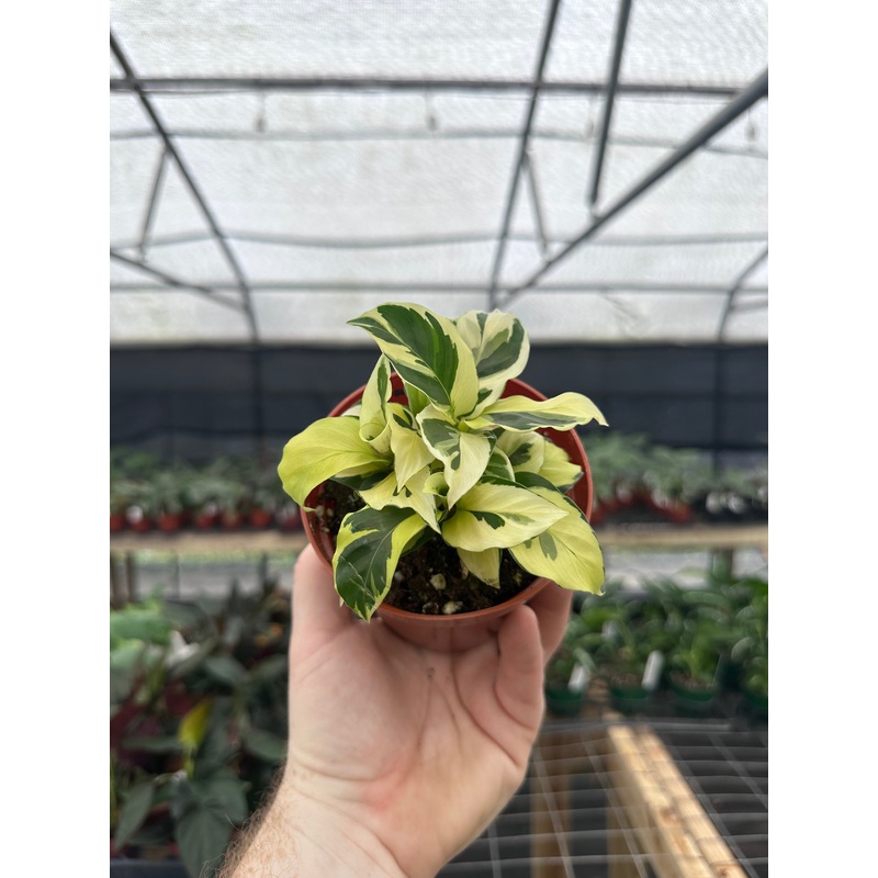 4 Calathea louisae ‘Thai Beauty’ (‘Yellow Fusion’)