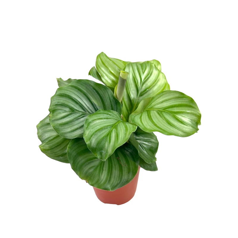 4 Calathea orbifolia