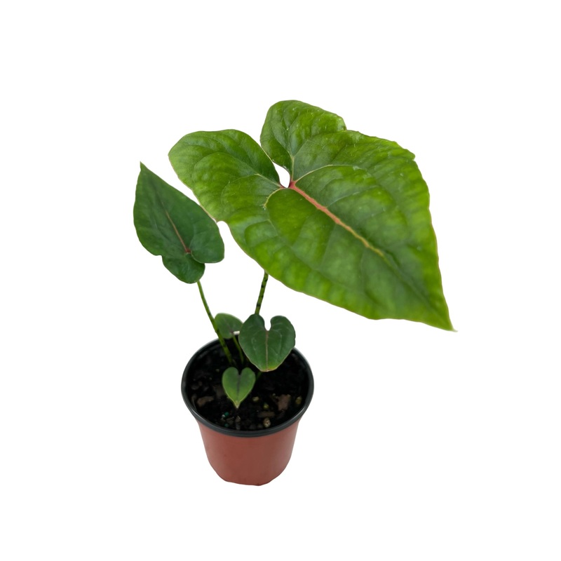 4 Cyrtosperma johnstonii