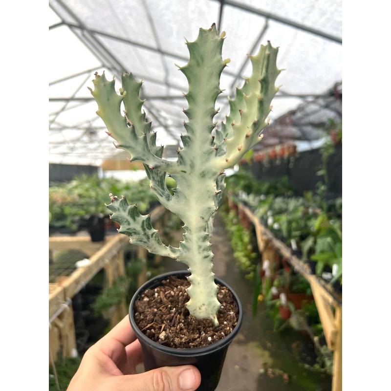 4 Euphorbia lactea ‘Ghost Cactus’