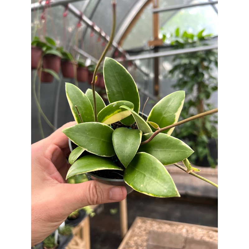 4 Hoya acuta outer variegated