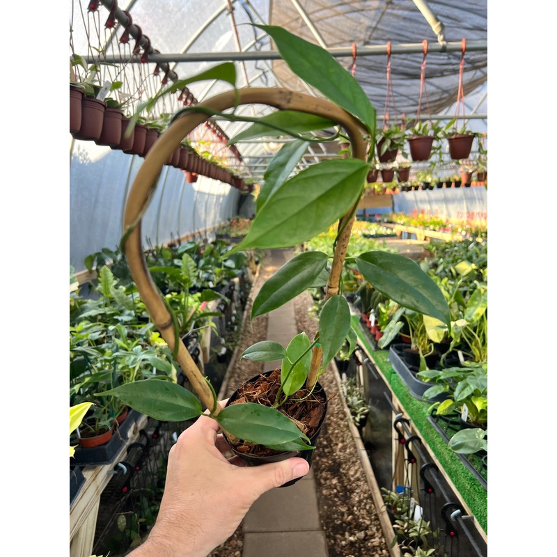 4 Hoya buotii w/trellis