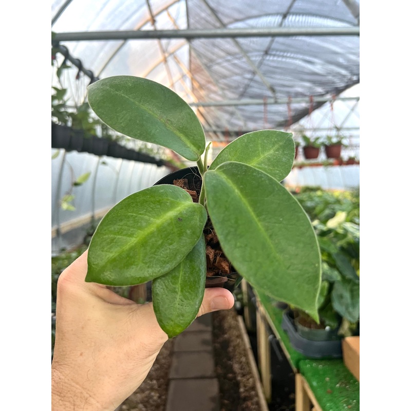 4 Hoya calycina ‘Stargazer’