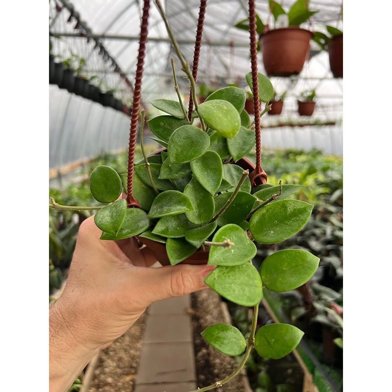 4 Hoya Chouke hanging basket