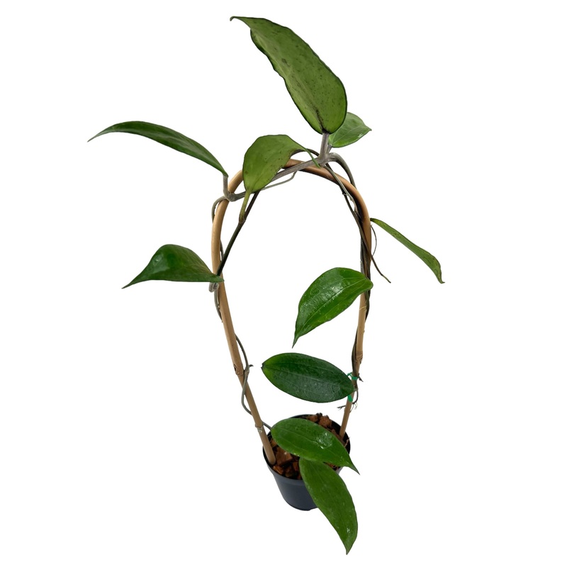 4 Hoya cinnamomifolia