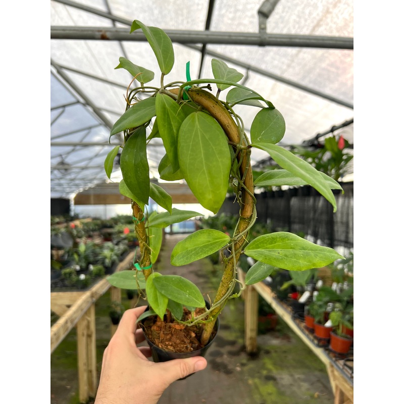 4 Hoya cutis-porcelana w/ trellis