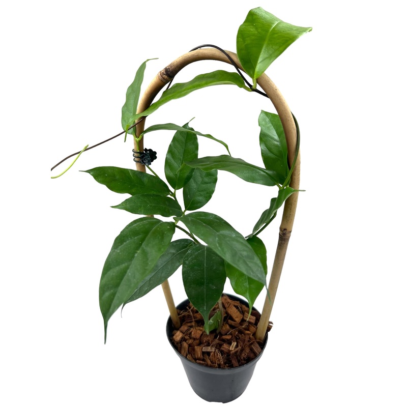 4 Hoya danumensis