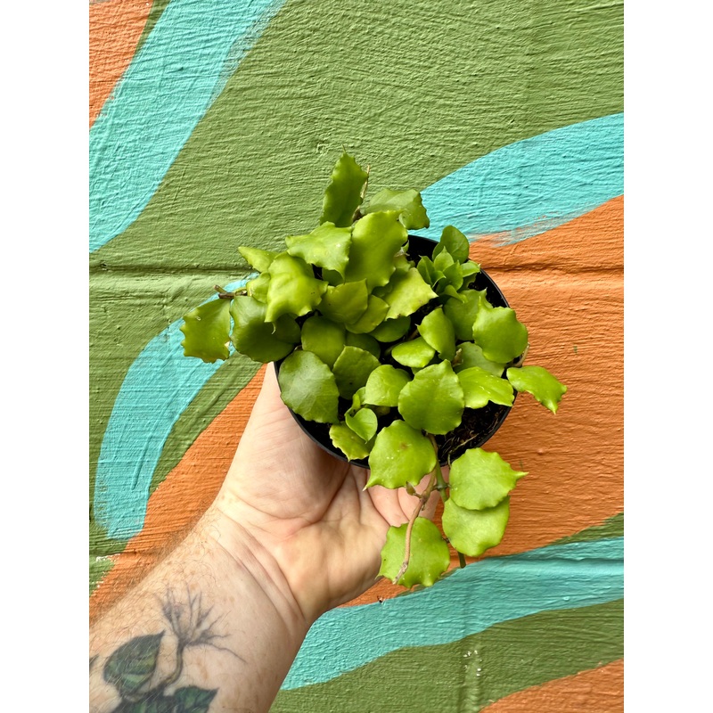 4 Hoya endauensis