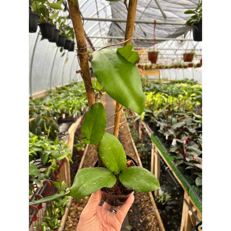 4 Hoya erythrina w/ trellis