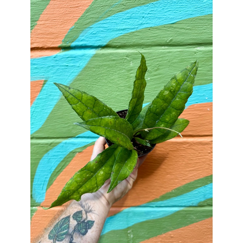 4 Hoya finlaysonii