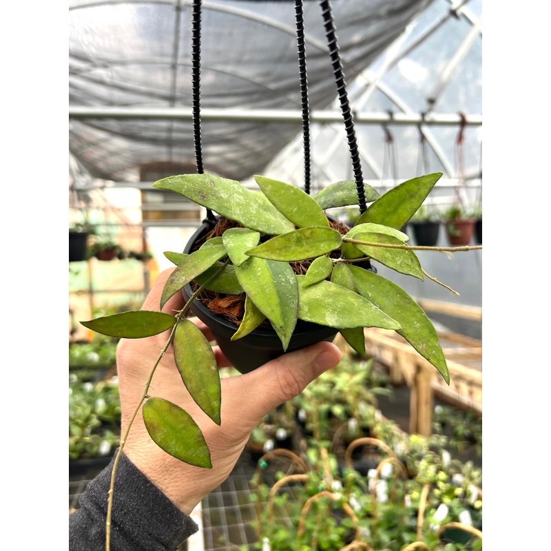 4 Hoya flagellata hanging basket