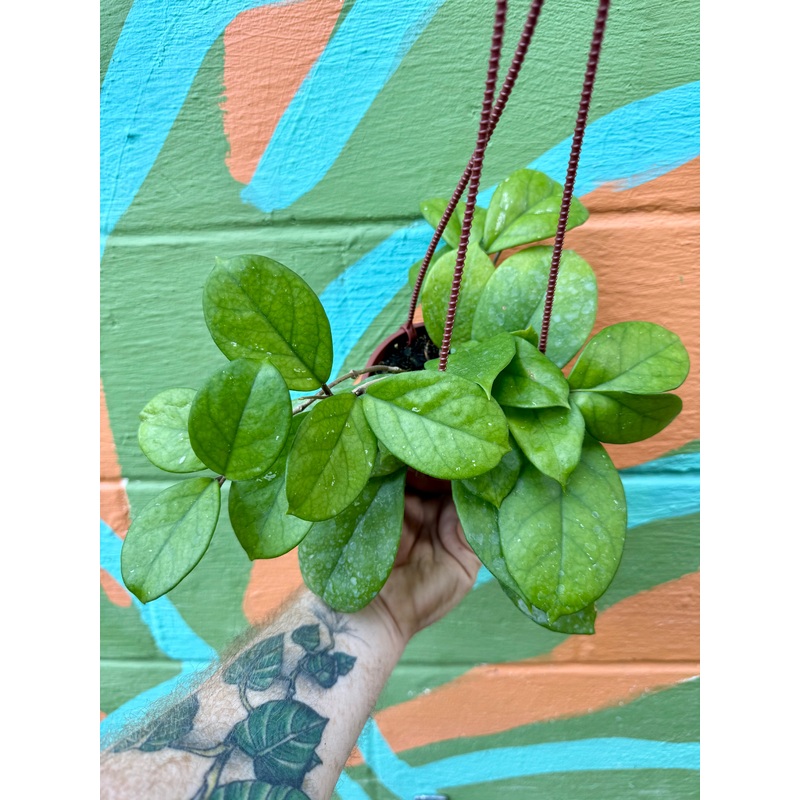 4 Hoya fungii hanging basket