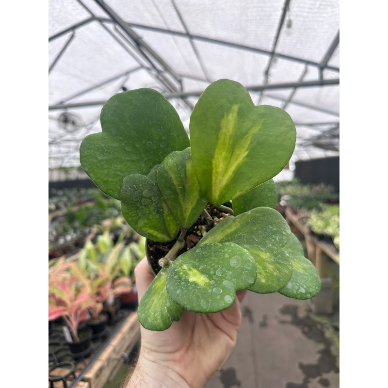 4 Hoya kerrii inner variegated