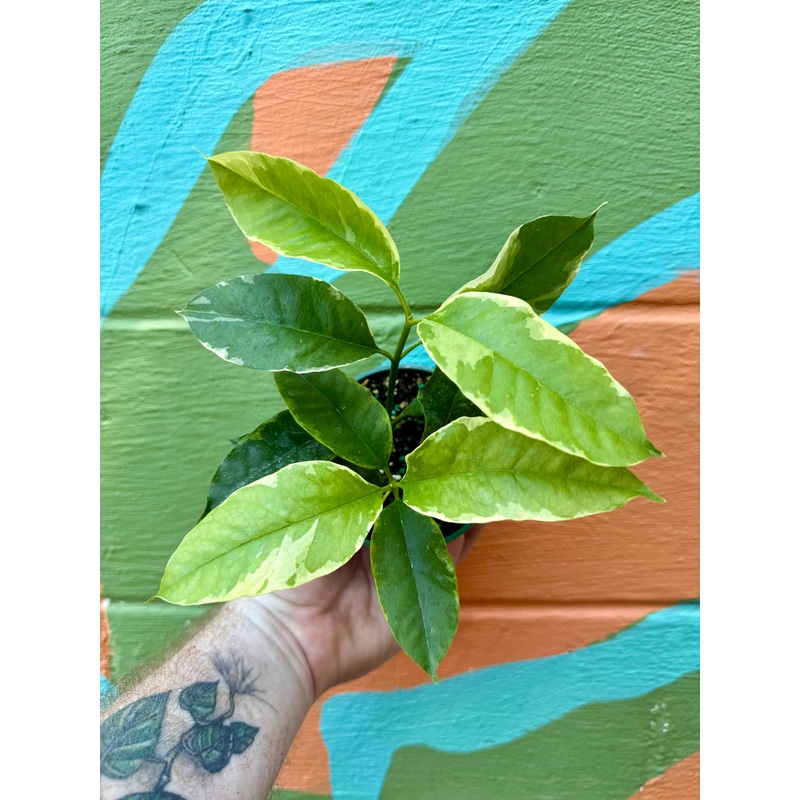 4 Hoya multiflora outer variegated