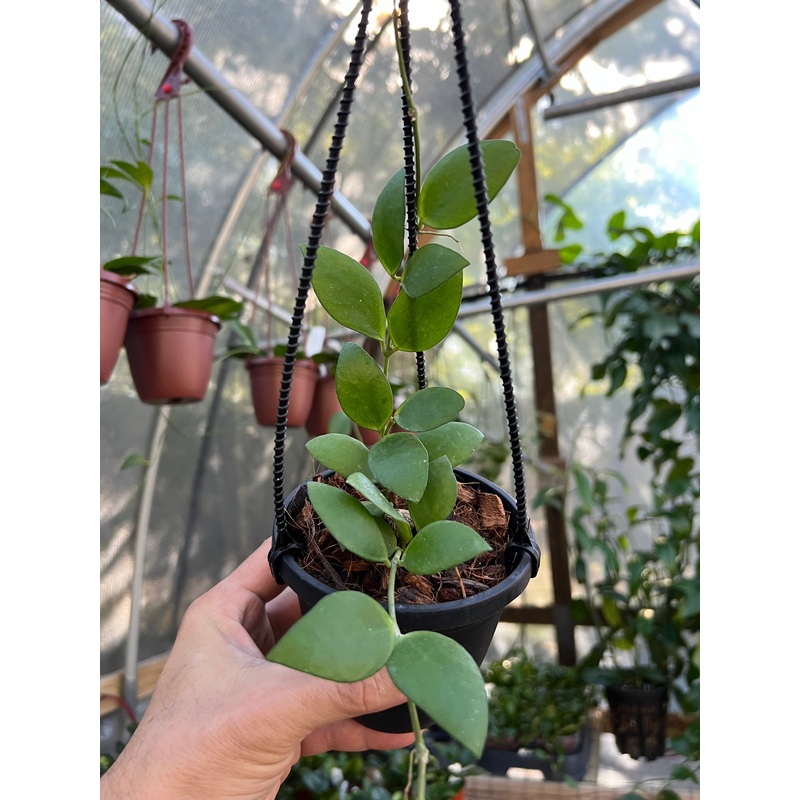 4 Hoya myrmecopa hanging basket