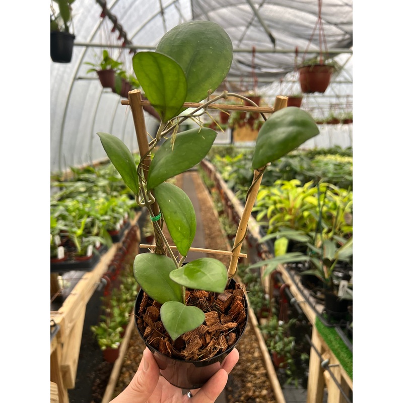 4 Hoya ‘Nathalie’