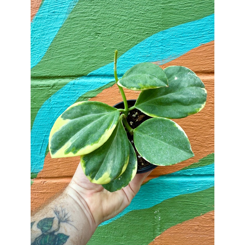 4 Hoya pachyclada outer variegated
