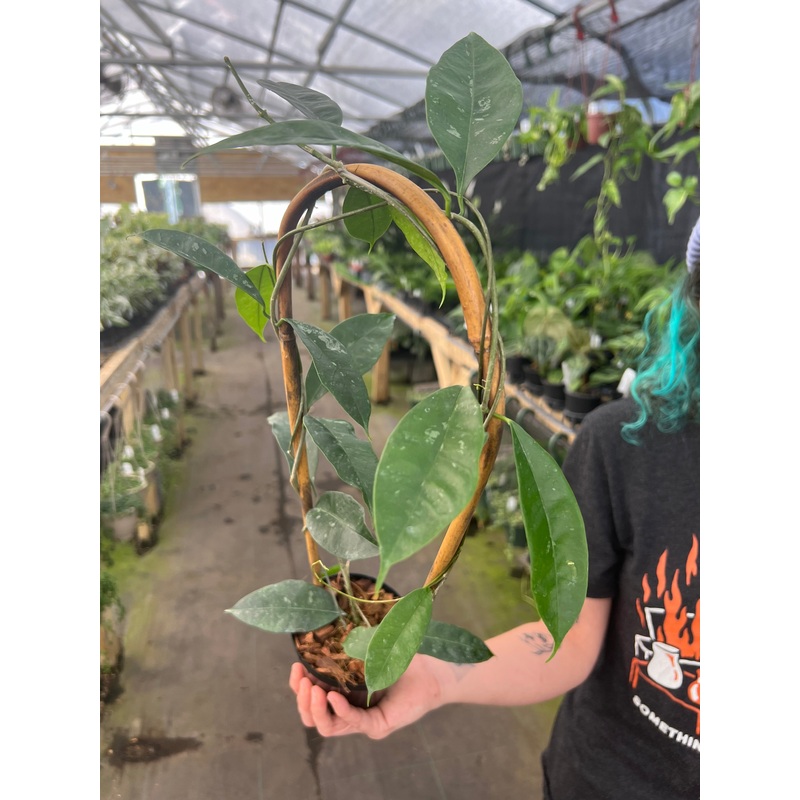 4 Hoya sammannaniana