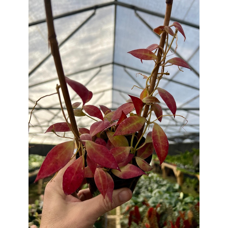 4 Hoya walliniana w/ trellis (sun stressed)