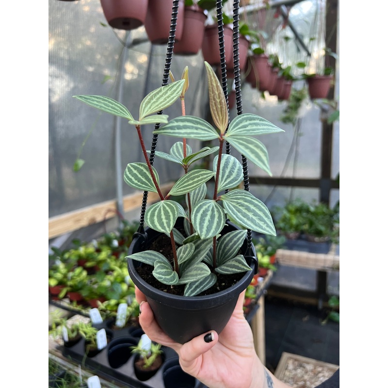 4 Peperomia puteolata hanging basket